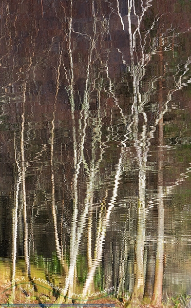 slides/Abstact Birches.jpg scotland lake lochen water cold winter snow light ripples frozen ice reflection trees silver birch abstract Abstact Birches